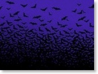 Bats at night